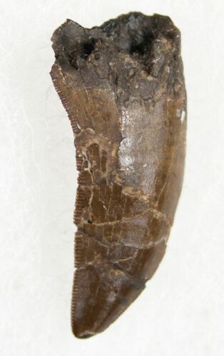 Nanotyrannus Tooth - Tooth Draw Quarry #11946